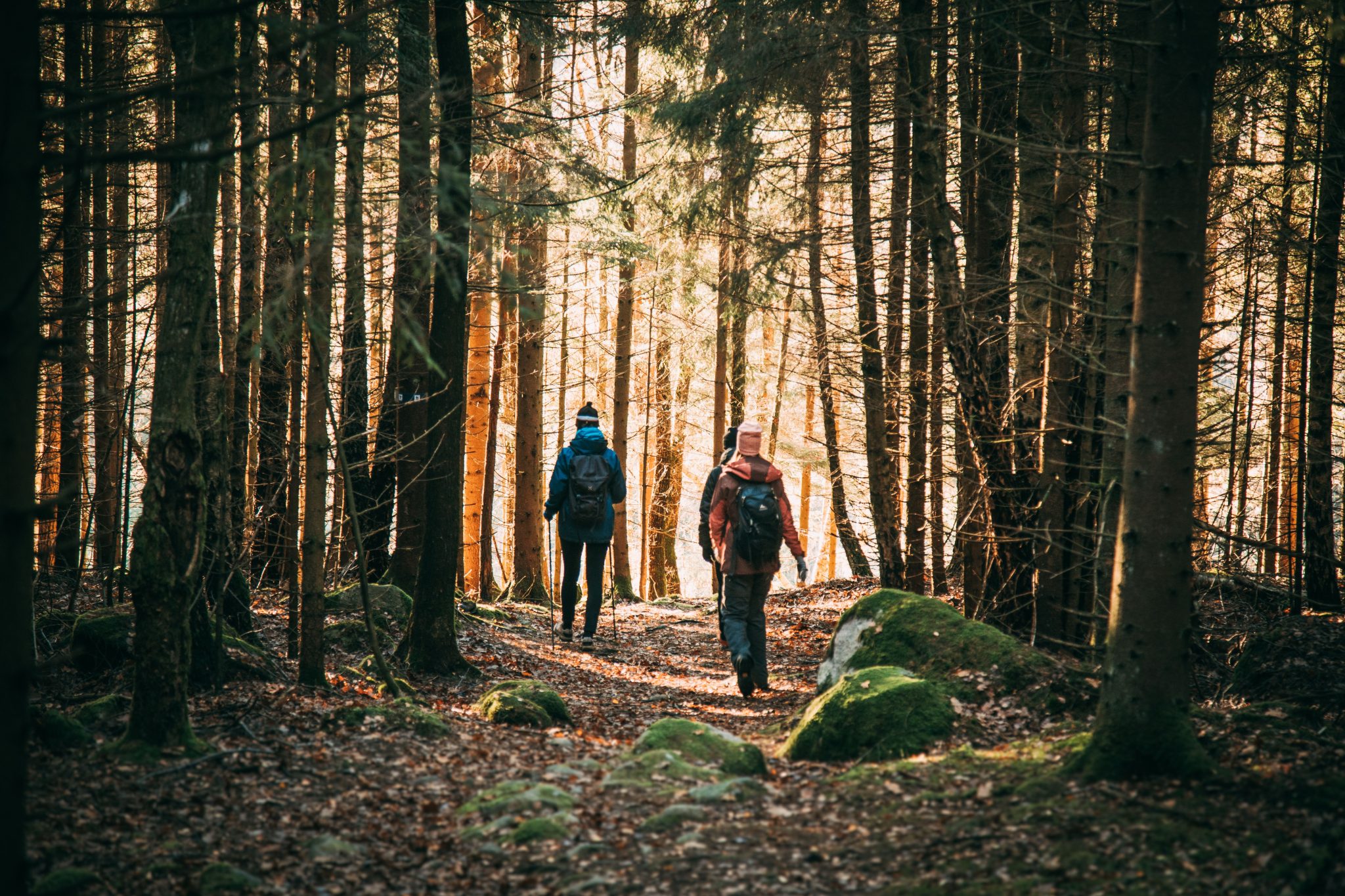 Två personer går på en skogsstig på Göteleden